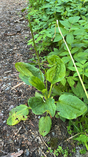 greater plantain