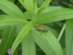 Cortodera humeralis