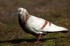 Columba livia domestica
