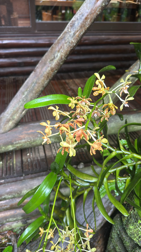 Trichoglottis observed 2026-06-07