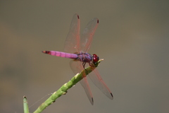 Trithemis annulata