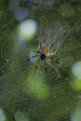 Trichonephila inaurata