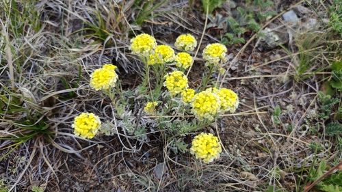 Alyssum lenense, photograph 3
