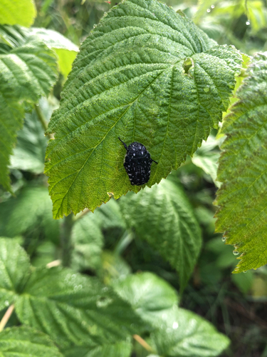 Mediterranean Spotted Chafer