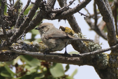 Bushtit
