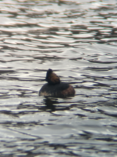 iNaturalist image