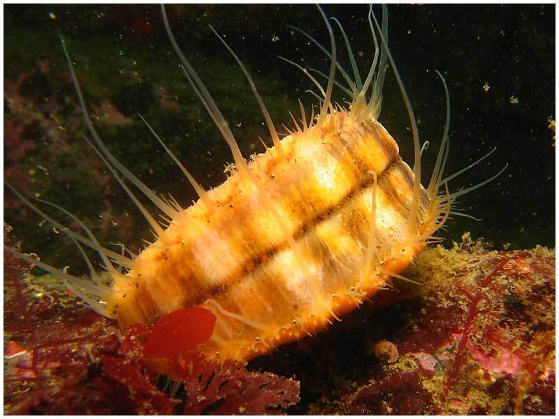 spear scallop
