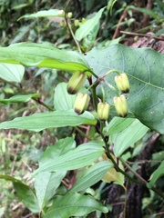 Disporum kawakamii
