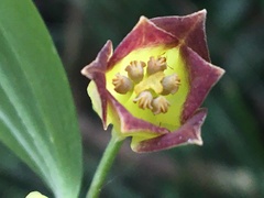 Disporum kawakamii