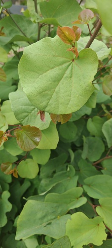Judas-tree