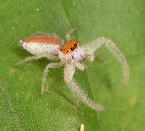 White-jawed Jumping Spider, Canton, GA, USA, photo 5 of 10