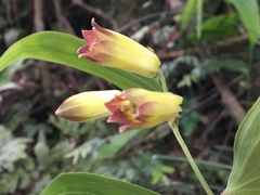 Disporum kawakamii