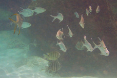 Trachinotus baillonii