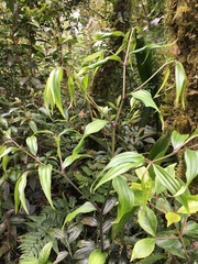 Disporum kawakamii