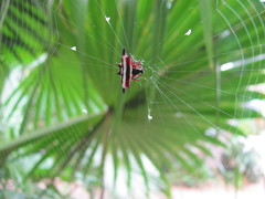 Gasteracantha fornicata