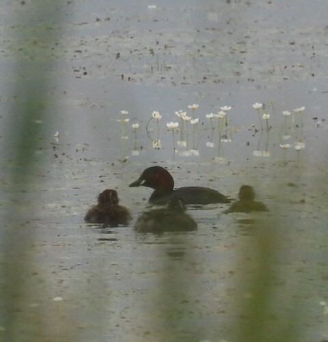 iNaturalist image