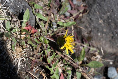 Taraxacum alpicola iNat (1)