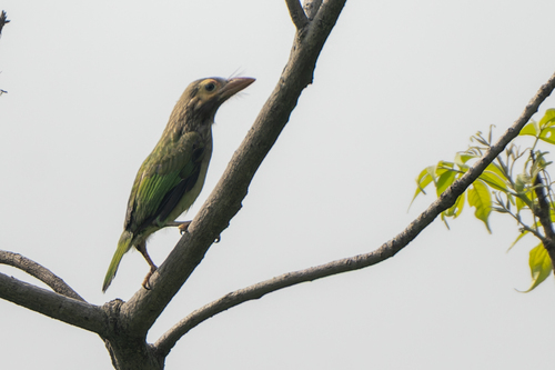 Brown-headed Barbet