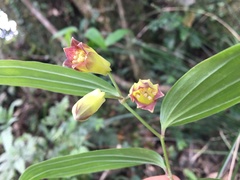 Disporum kawakamii
