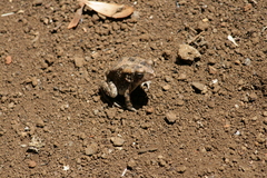 Sclerophrys gutturalis