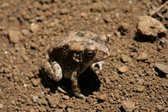 Sclerophrys gutturalis