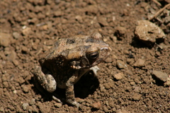 Sclerophrys gutturalis