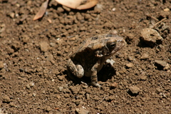 Sclerophrys gutturalis
