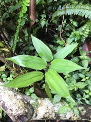 Disporum kawakamii