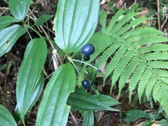 Disporum kawakamii