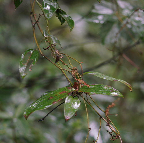 Smilax glabra observed 2026-06-05