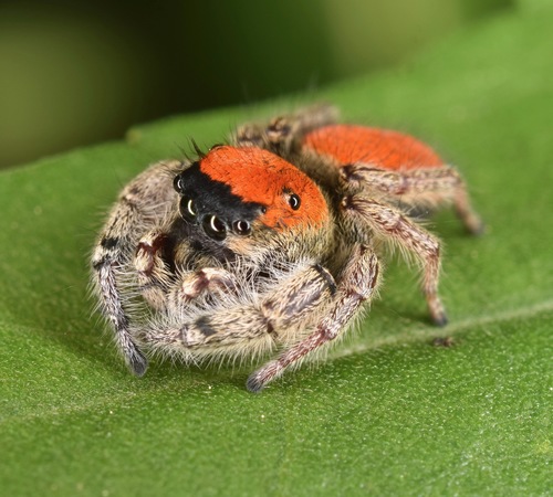 Whitman's Jumping Spider