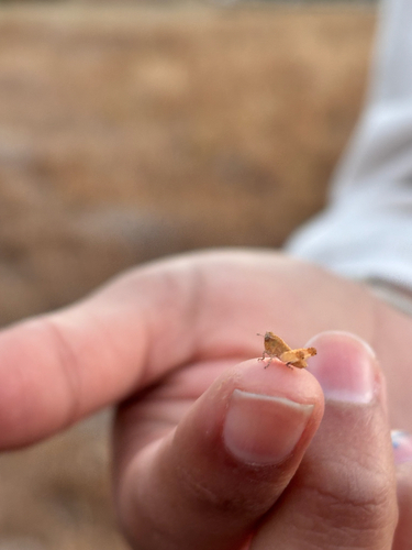 iNaturalist observation photo of Winged and Once-winged Insects