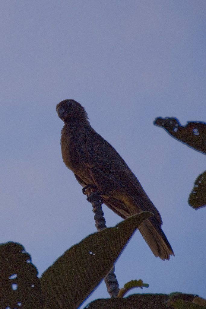 Seychelles Black Parrot