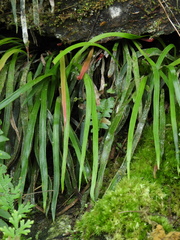 Haplopteris anguste-elongata
