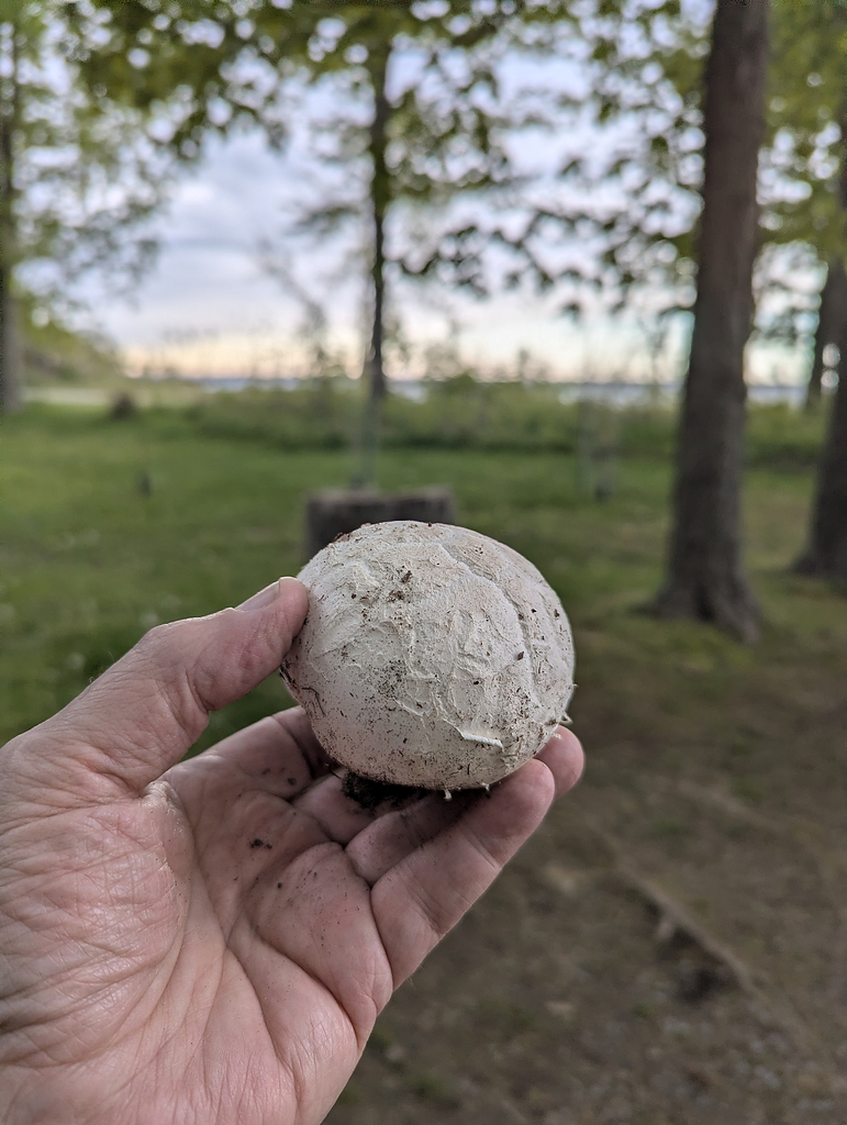 Corkstar Puffball