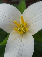 Trillium ovatum ovatum