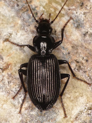 Platynus decentis