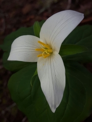 Trillium ovatum ovatum