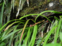 Haplopteris anguste-elongata