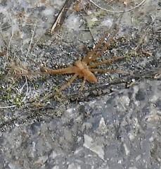 Philodromus rufus