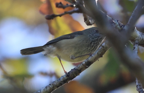 Brown Thornbill