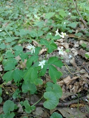 Isopyrum thalictroides