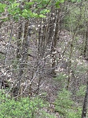 Cornus sericea sericea