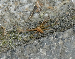 Philodromus rufus