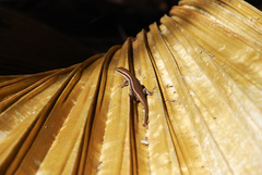 Trachylepis sechellensis