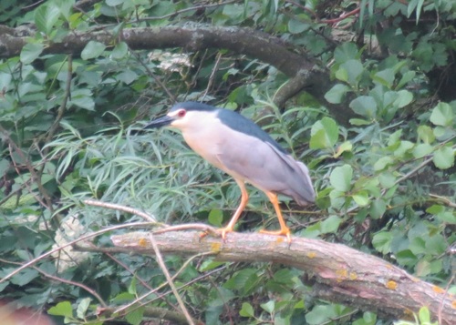 iNaturalist: (c) Іван Абрамович, some rights reserved (CC BY-NC), uploaded by Іван Абрамович iNaturalist image