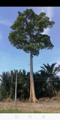 Alstonia