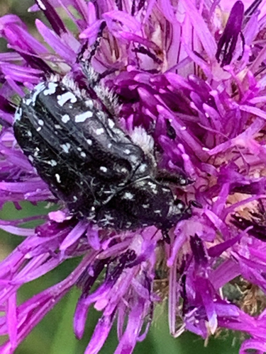 Mediterranean Spotted Chafer