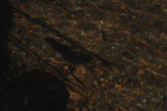 Macrobrachium australe