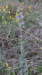 Penstemon fendleri